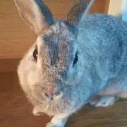 としの画像