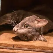 krisの画像