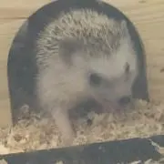 もふもふ♡プロフ必読♡