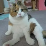 キャット