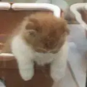umekyoの画像
