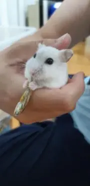 アヤコ