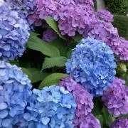 ICOCAカード 記念デザインカード 三都・光コレクション【大幅値下げ