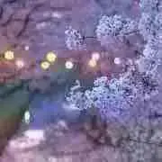 みーの画像