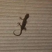 くろまめ