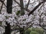 ayakaの画像