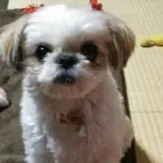 midori
