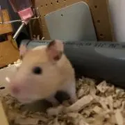加藤