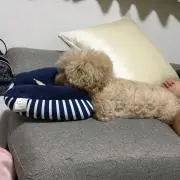 レオくん