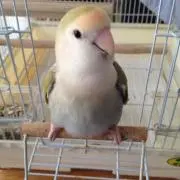mocomoco
