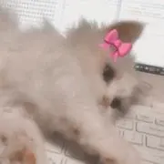 ℳ.の画像