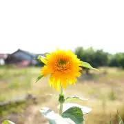 なの画像
