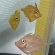 なぐの画像