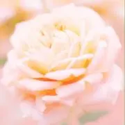さおりの画像