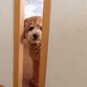 あぶちゃん