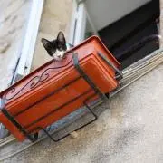 黒猫の画像