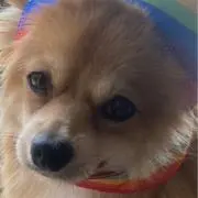 ちこ