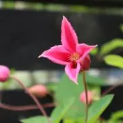 そらの画像