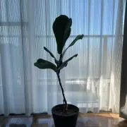 yokorinの画像