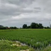 おこめの画像