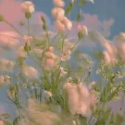 suaの画像