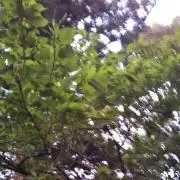 ✨スター