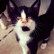 ノラネコ