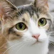 ねこねこの画像