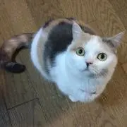 シン