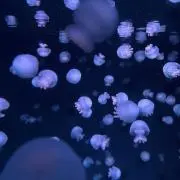 Noka.の画像