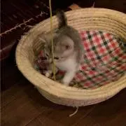 よしつぐ