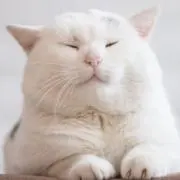 しゃぶ美の画像