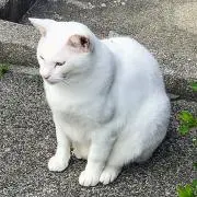 ごっちゃん