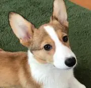 レオママの画像