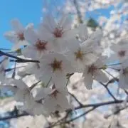 MinMinの画像