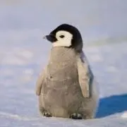 tys