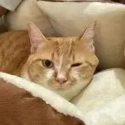 、