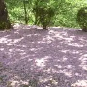 Sacchanの画像