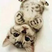 あさ