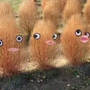 kotobukiの画像