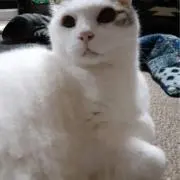 ツチゴの画像