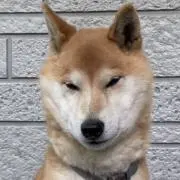 ぴータロウの画像