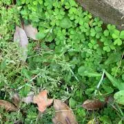 Greenの画像