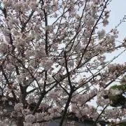 RaRaRa 料金交渉不可の画像