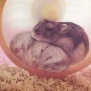 しげ