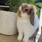 うたの画像
