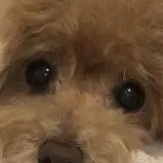パンナの画像
