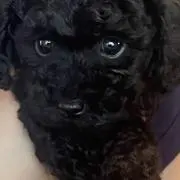 らにすけの画像