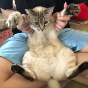 ずゆぽんの画像