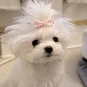 nの画像